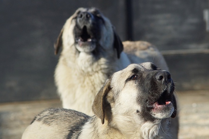 Бастрыкин поручил доработать проект, который должен обезопасить людей от бездомных собак