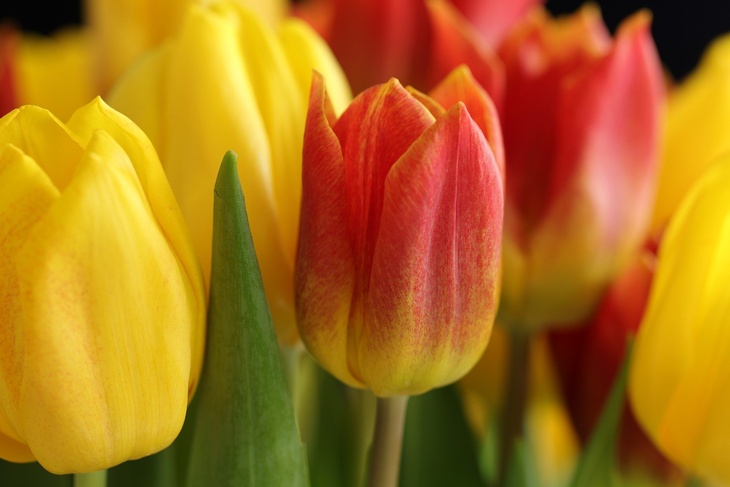 Совет к 8 марта: что нужно добавить в воду, чтобы тюльпаны простояли до 12 дней