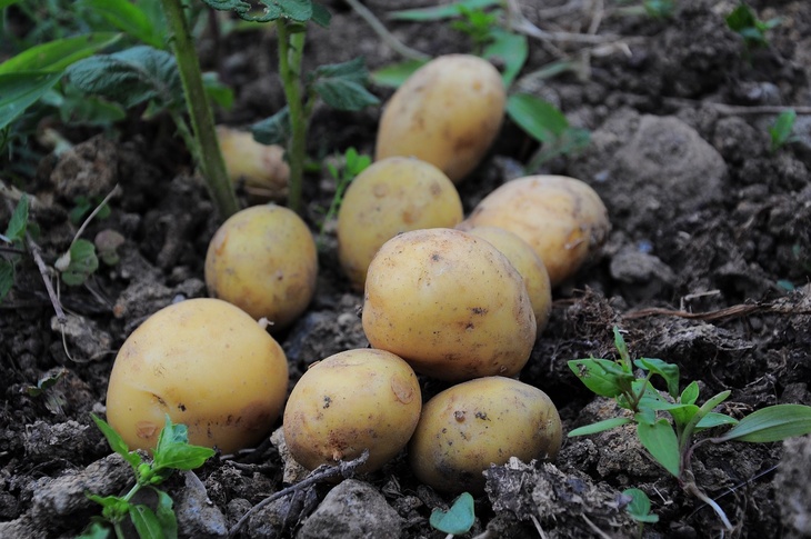 Ганичкина рассказала, как сажать картошку, чтобы получить «взрывной» урожай
