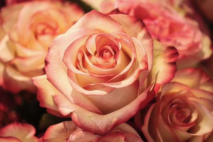 Простоят до двух недель: как нужно ухаживать за подаренными на 8 марта розами
