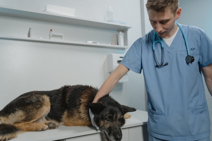 Ветеринары бьют тревогу из-за дефицита лекарств для наркоза 