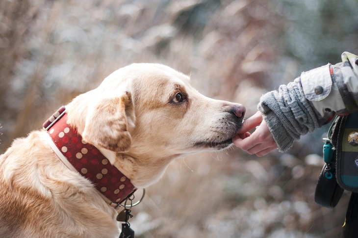 Собака напряжена и расстроена: ветеринар развеял популярный миф о вилянии хвостом
