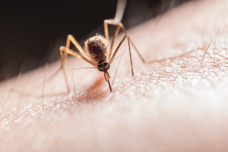 «Первая волна»: биолог рассказал, когда в Москве появятся комары