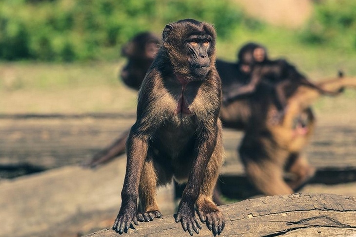 «В группе риска гомосексуалы»: вирусолог рассказал, как можно заразиться оспой обезьян
