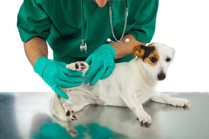 Будут просто умирать: ветеринары предупреждают о дефиците импортных препаратов