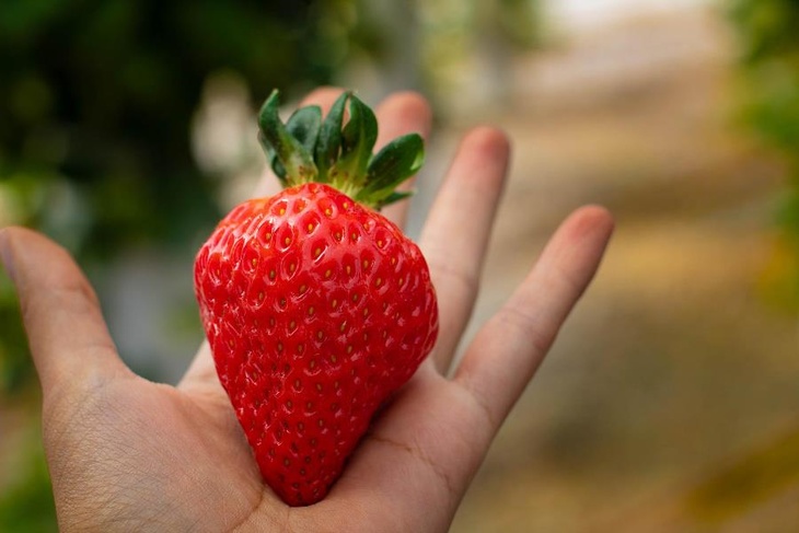Сплошные нитраты: какими фруктами и ягодами можно отравиться весной