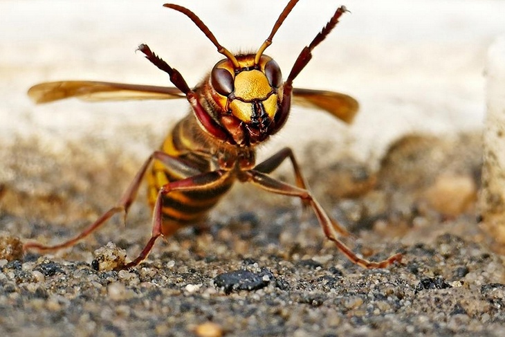 «Их яд намного токсичнее»: названы самые опасные жалящие насекомые