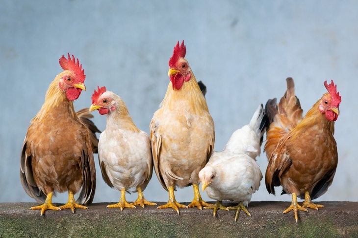 Из-за вспышки птичьей чумы Россия не будет завозить курицу из Америки