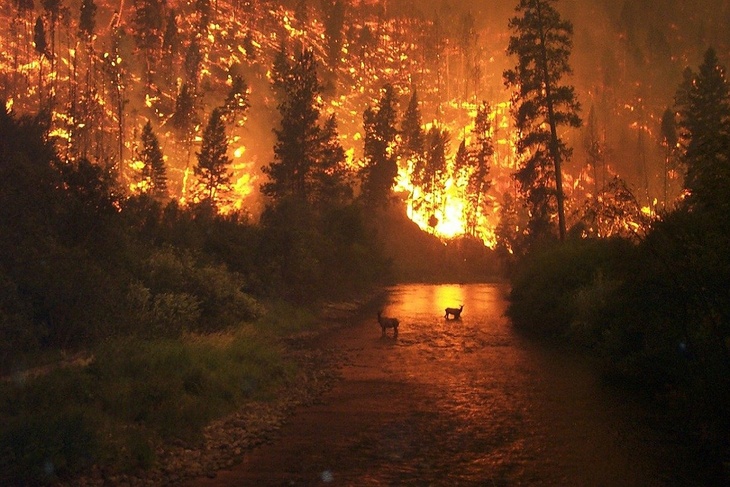 Эколог объяснил, почему горят леса