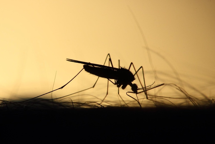 Всегда летят на тепло: названы три категории людей, которых обожают кусать комары