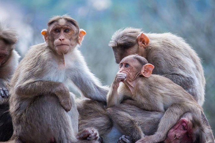 «Контакт более травматичный»: докторя Мясников рассказал, кто чаще всего заражается оспой обезьян