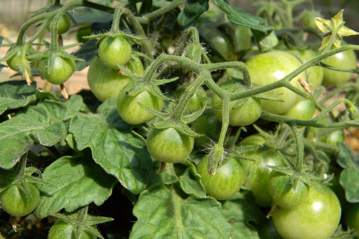 Есть пять причин: агроном рассказал, почему плохо растут томаты и картофель