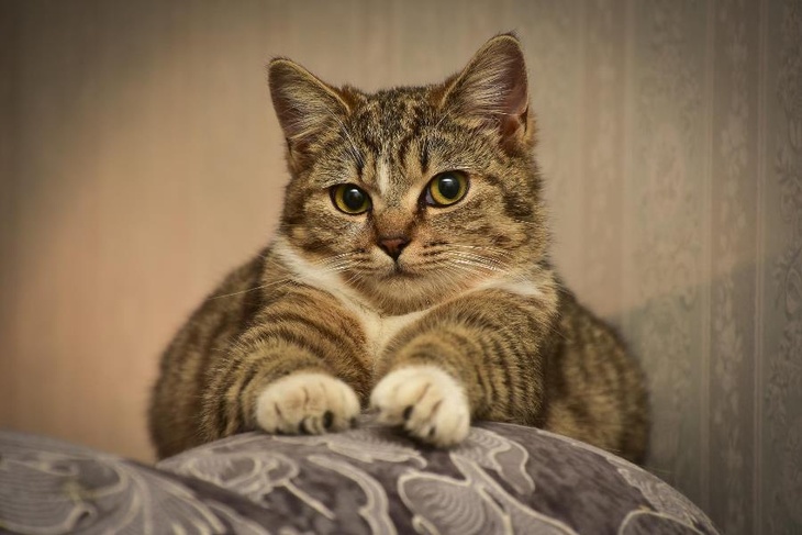 Ученые рассказали, какие кошки чаще дерут диваны, не жалея когтей