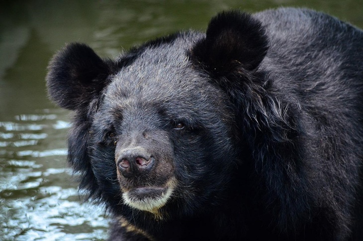 Вот так сюрприз: китаянка купила мастифа, а он оказался азиатским медведем