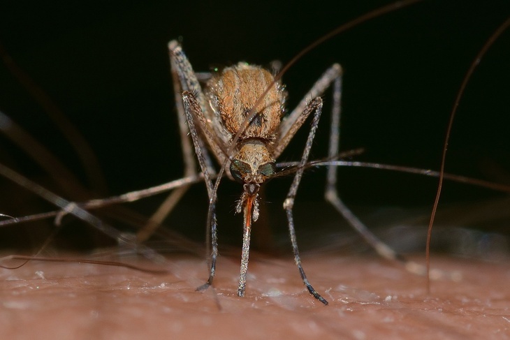 Похож на чумной: названа опасная инфекция, которую переносят российские мухи и комары
