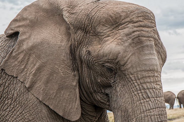 В Индии слон убил пенсионерку, а затем пришел на похороны и схватил ее тело
