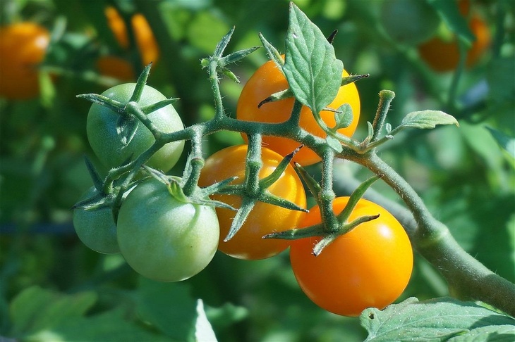 Рецепт зеленых помидоров на зиму как в СССР