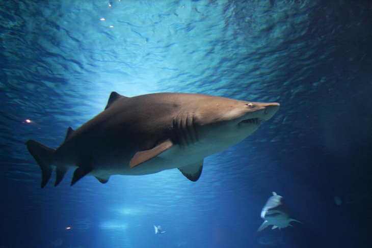 Ихтиолог рассказал, что делать при нападении акулы
