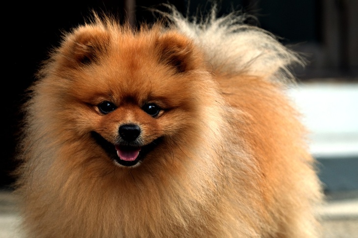 Названы породы собак, которые чаще всего заводят москвичи