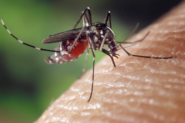 Опасные создания: как защитить себя от клещей и комаров на природе