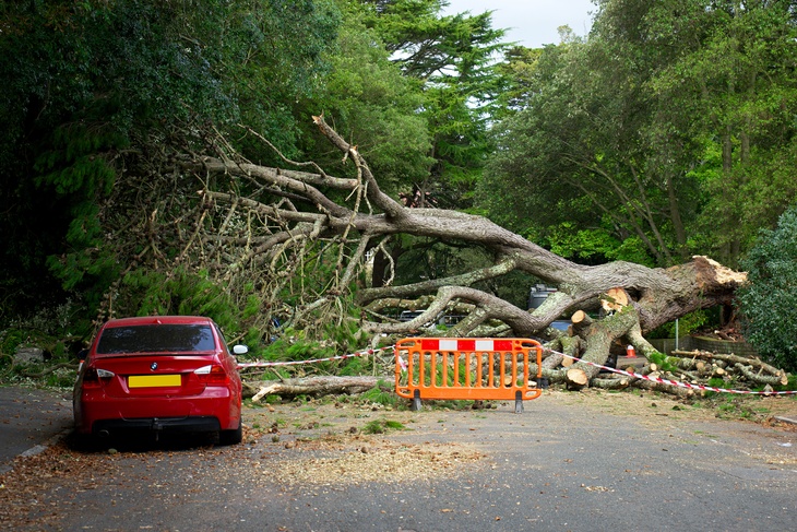 Автовладельцам объяснили, как получить компенсацию за упавшее на машину дерево