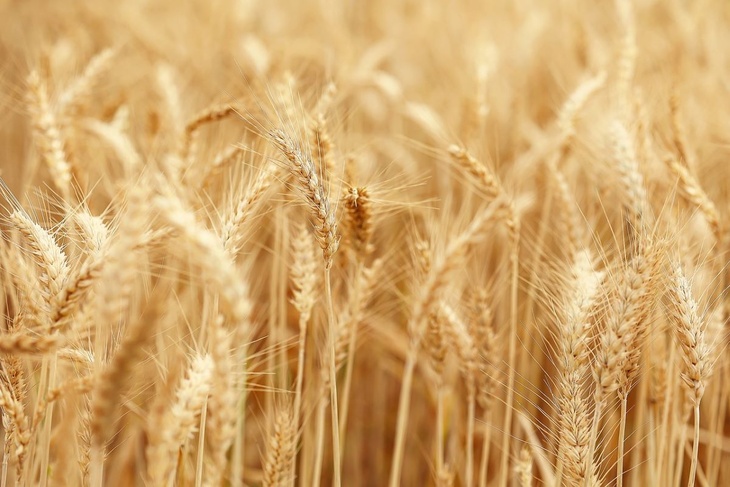 Раскрыта причина разрыва Египтом контракта на поставку зерна с Украины