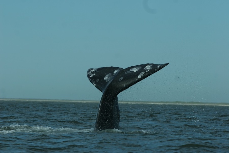 Краснокнижный кит запутался в сетях в Охотском море