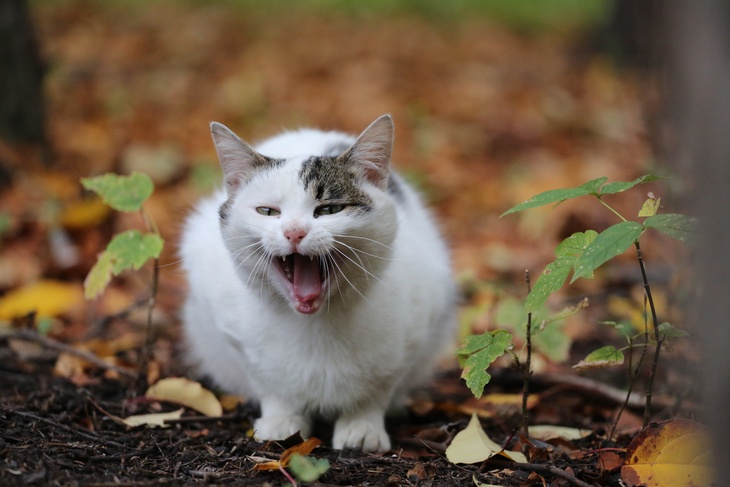 Россиянам рассказали о неожиданной опасности кошек