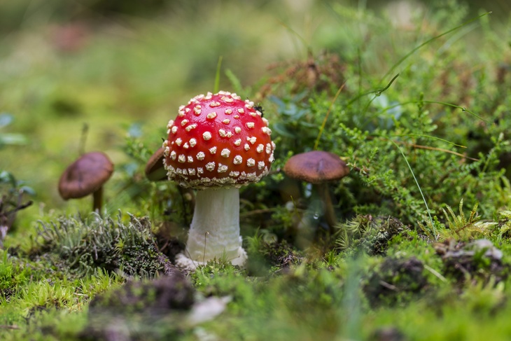 Россиянам назвали самый опасный ядовитый гриб