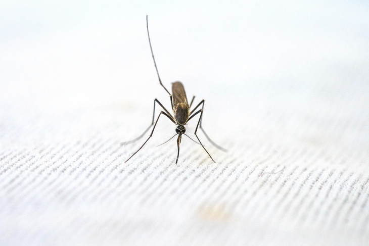 Россиянам назвали еще одно насекомое, которое может вызвать энцефалит