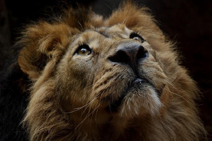 В Британском зоопарке готовятся усыпить животных из-за дорогой электроэнергии