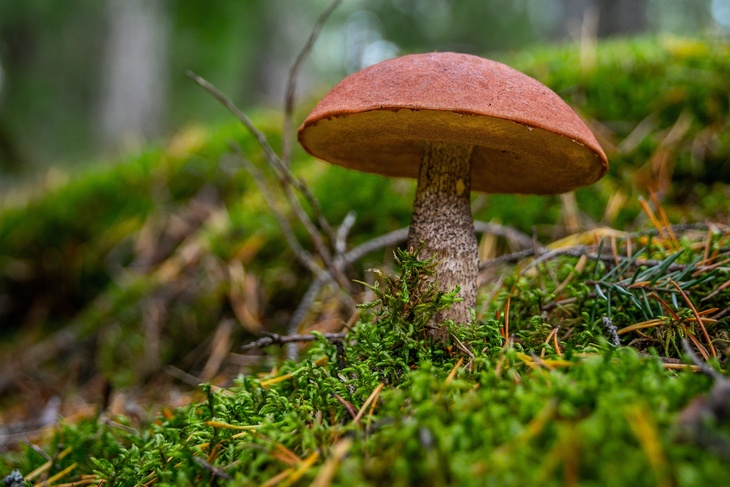 Биолог рассказал, какие грибы можно найти в лесах Ленобласти в сентябре 2022 года